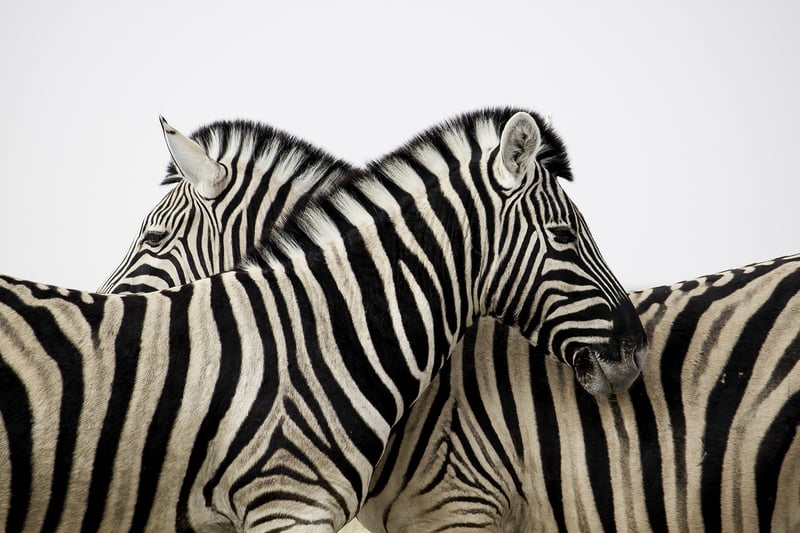 Exotic Safaris