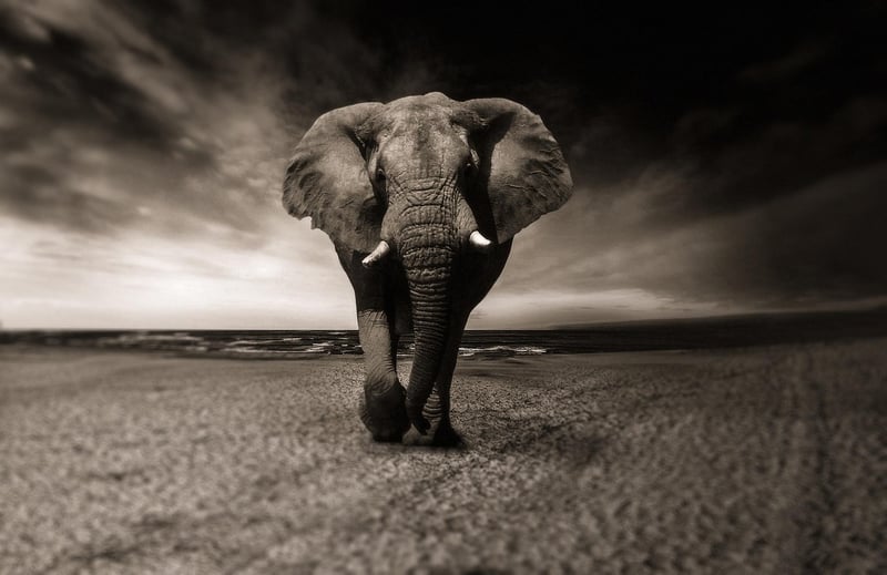 African Safari