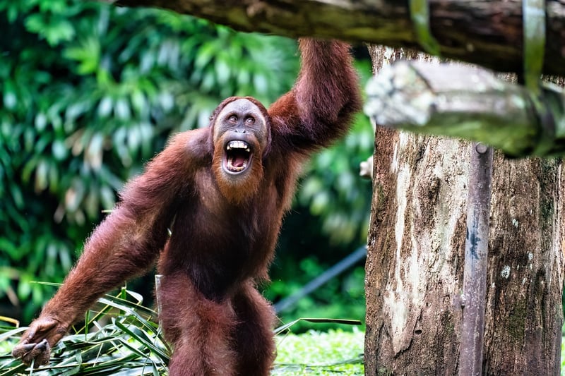 Borneo Rainforest