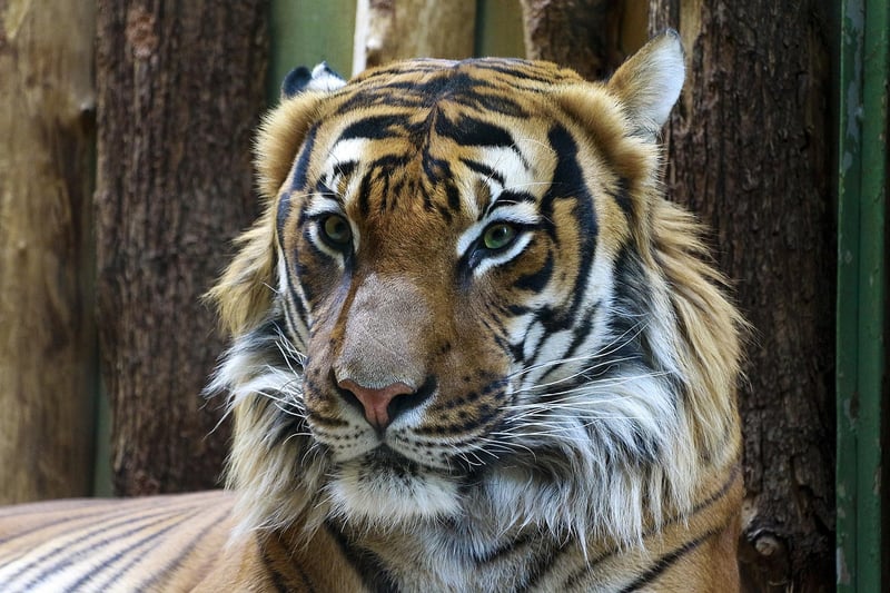 Ranthambore National Park